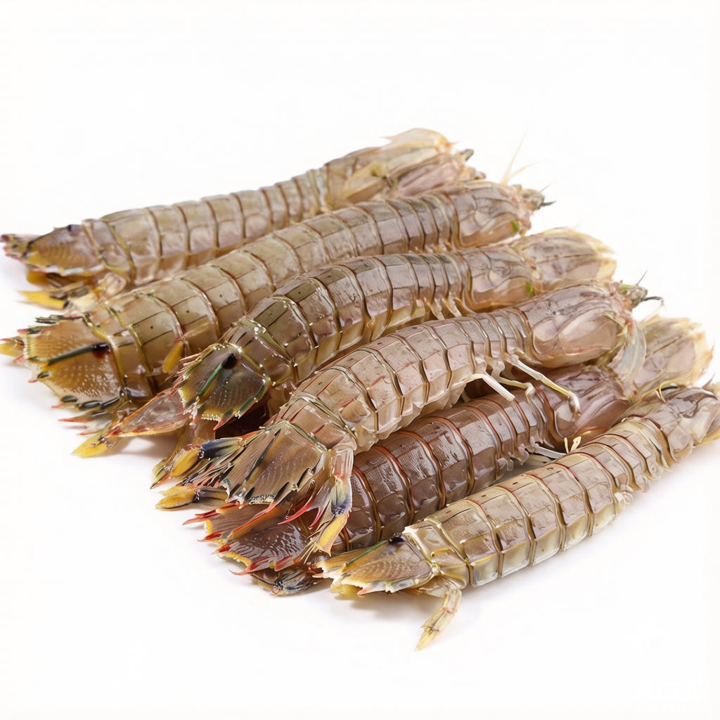 Mantis Shrimp
