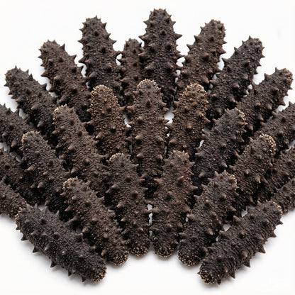 Sea Cucumber